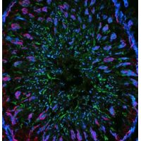 92281 - Cf??660R Mix-n-Stain?? Antibody Labeling Kit - Mix-n-Stain Antibody Labeling Kits, Biotium - Each